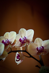 White and Pink Orchids