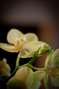 Yellow Orchids